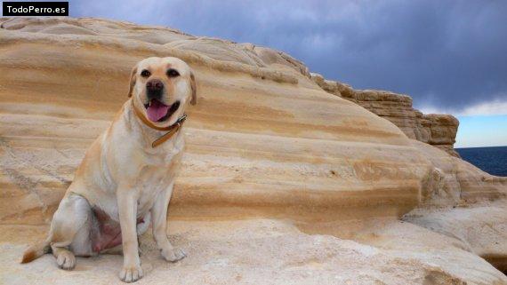 Foto del perro Nela