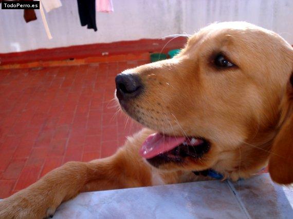 Foto del perro Nara
