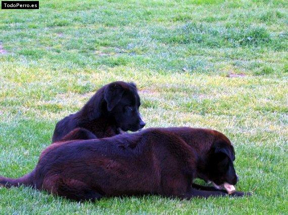 Foto del perro Rufo y ron