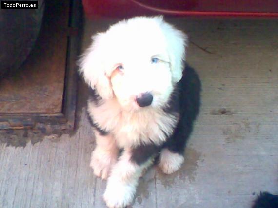 Foto del perro Chester