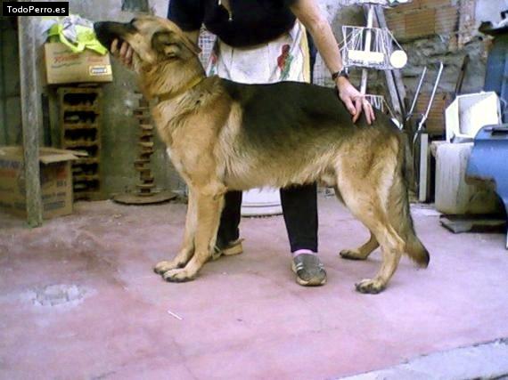 Foto del perro Cujo