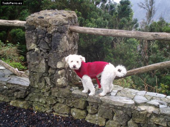 Foto del perro Rissi