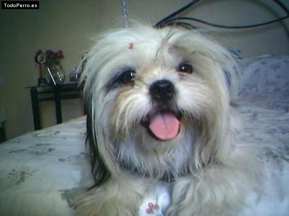 Foto del perro Tita
