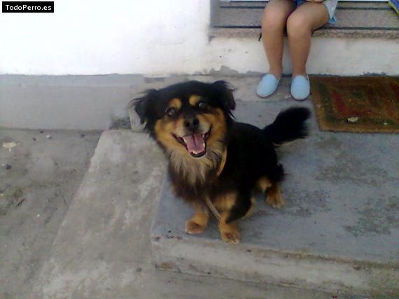 Foto del perro Roky