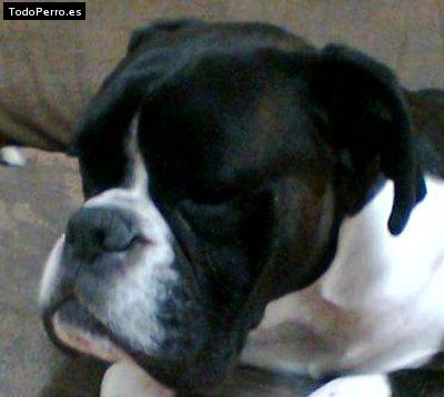 Foto del perro Tom