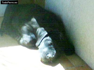 Foto del perro Thays