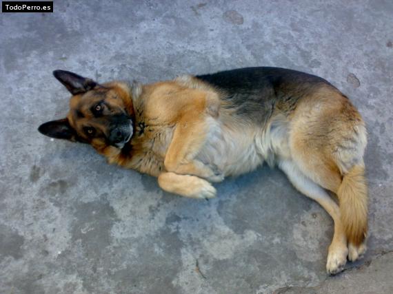Foto del perro Tango