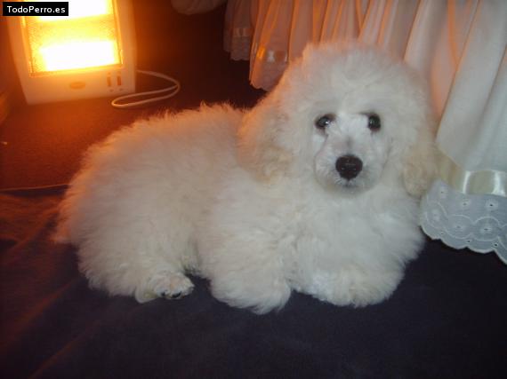 Foto del perro Tommy