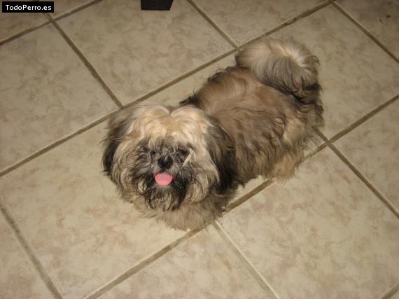 Foto del perro Chocolate