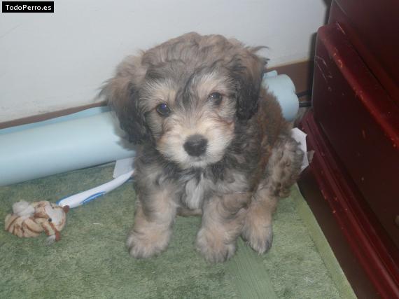 Foto del perro Tommy