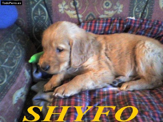 Foto del perro Shyfo