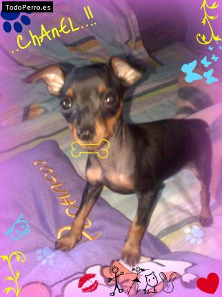 Foto del perro Chanel