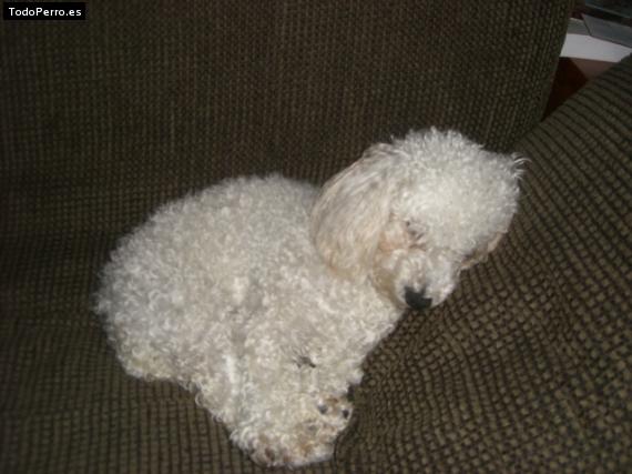 Foto del perro Curly