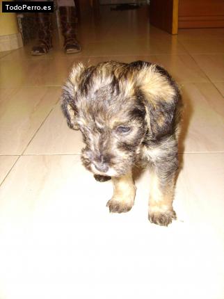 Foto del perro Sally