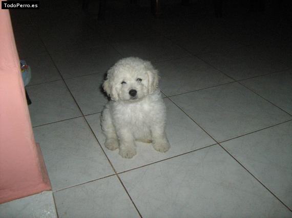 Foto del perro Doggie