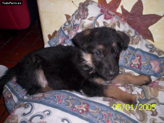 Foto del perro Hans