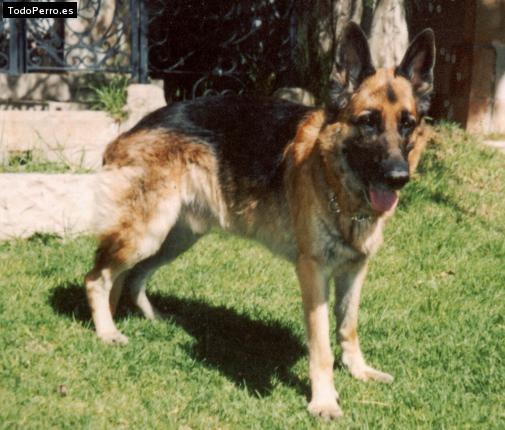 Foto del perro Hartmut