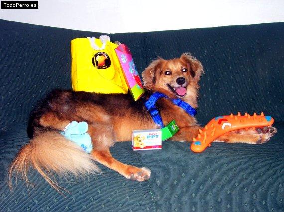 Foto del perro Buba