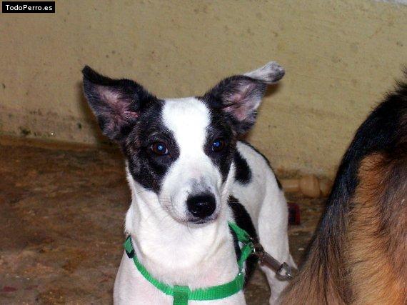 Foto del perro Uva