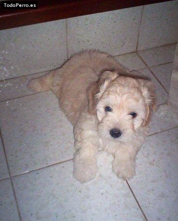 Foto del perro Scot