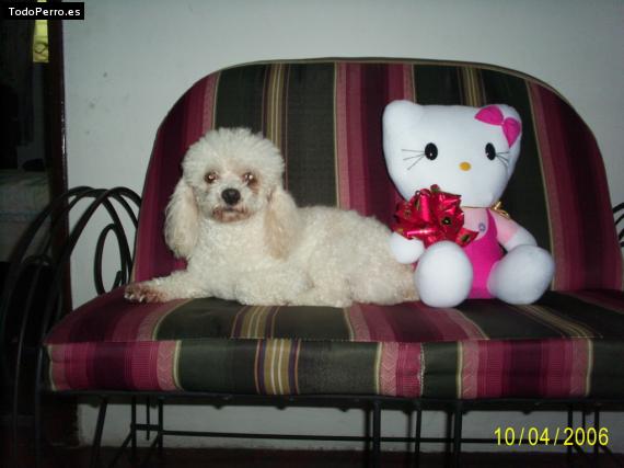 Foto del perro Sashy