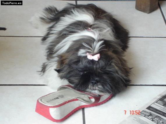 Foto del perro Shayla