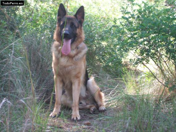 Foto del perro Rex