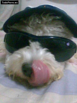 Foto del perro Chiky