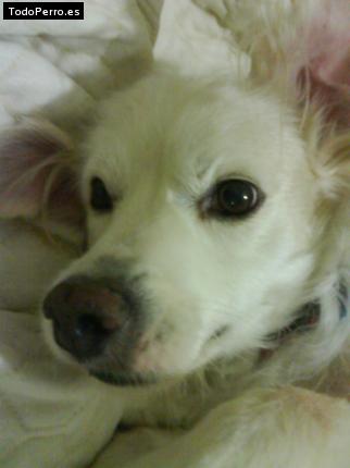 Foto del perro Rambo