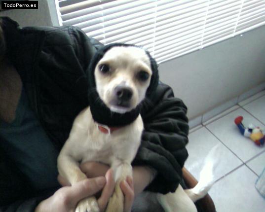 La foto del perro Chiquilin Foto del perro Chiquilin