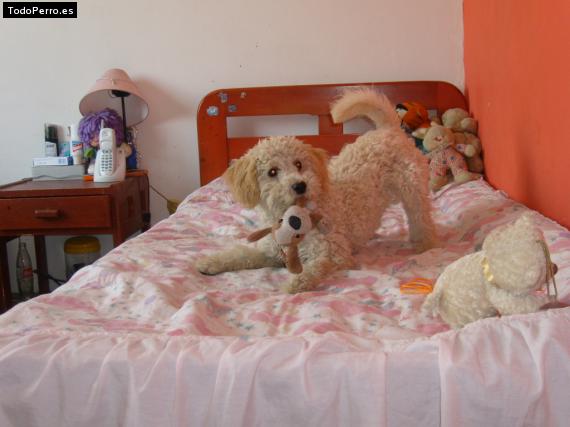 Foto del perro Tobby