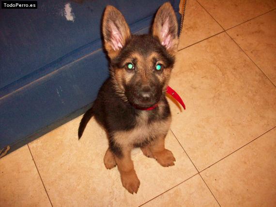 Foto del perro Tonchi