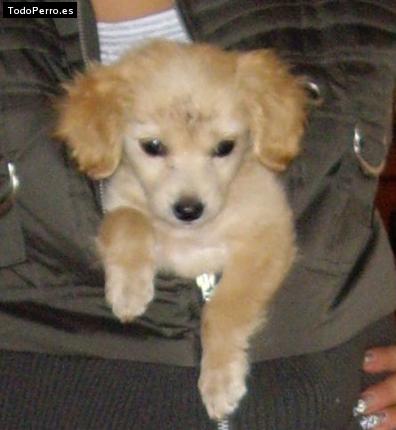 La foto del perro Camila Foto del perro Camila