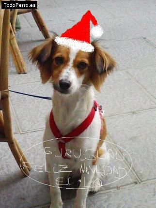 Foto del perro Ella