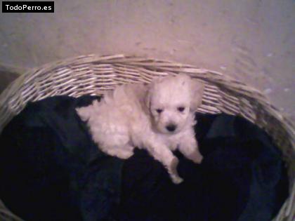 Foto del perro Shyfo