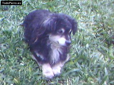 Foto del perro Tom