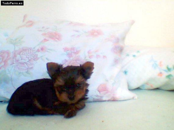 Foto del perro Homer