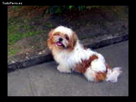 Foto del perro Corkie