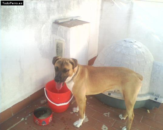 Foto del perro Coffee