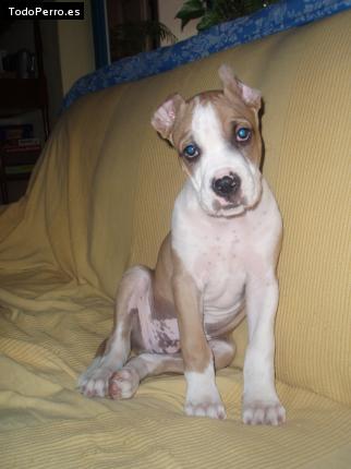 Foto del perro Seth