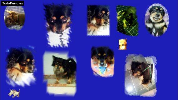 Foto del perro Tara