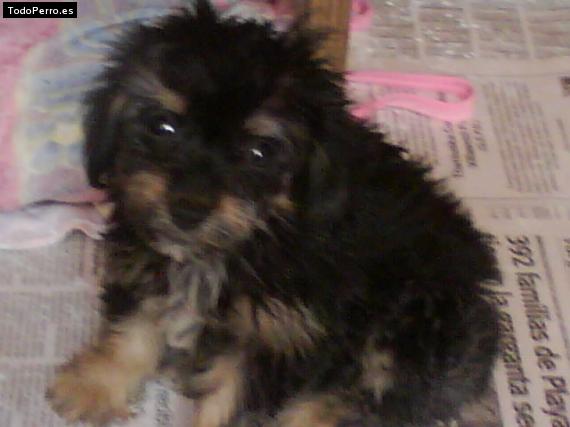 Foto del perro Tobbi