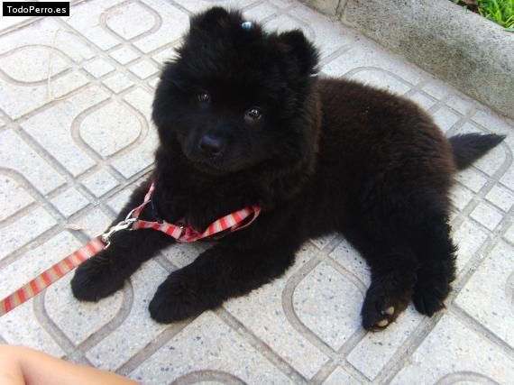 Foto del perro Panchita