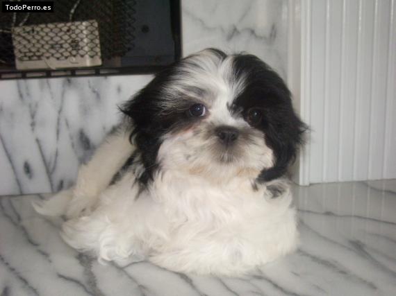 Foto del perro Clifford