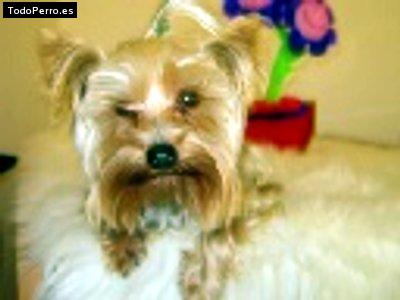 Foto del perro Terry