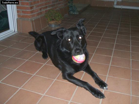 Foto del perro Blacky