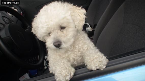 Foto del perro Tish