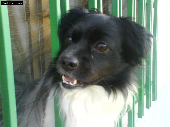 Foto del perro Tom