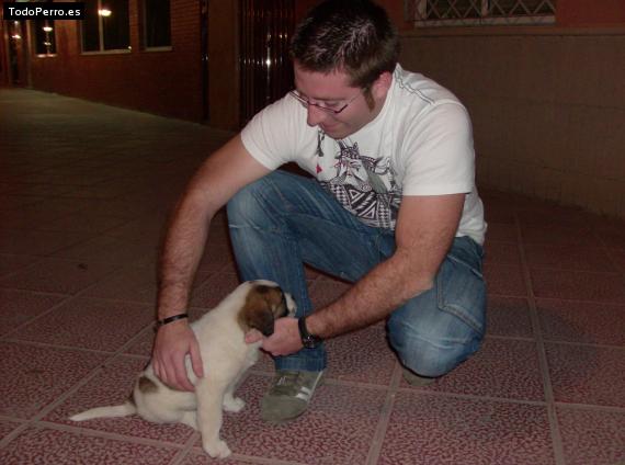 La foto del perro Conan Foto del perro Conan