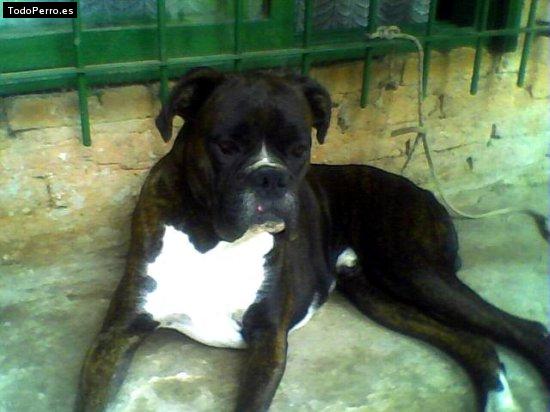 Foto del perro Black